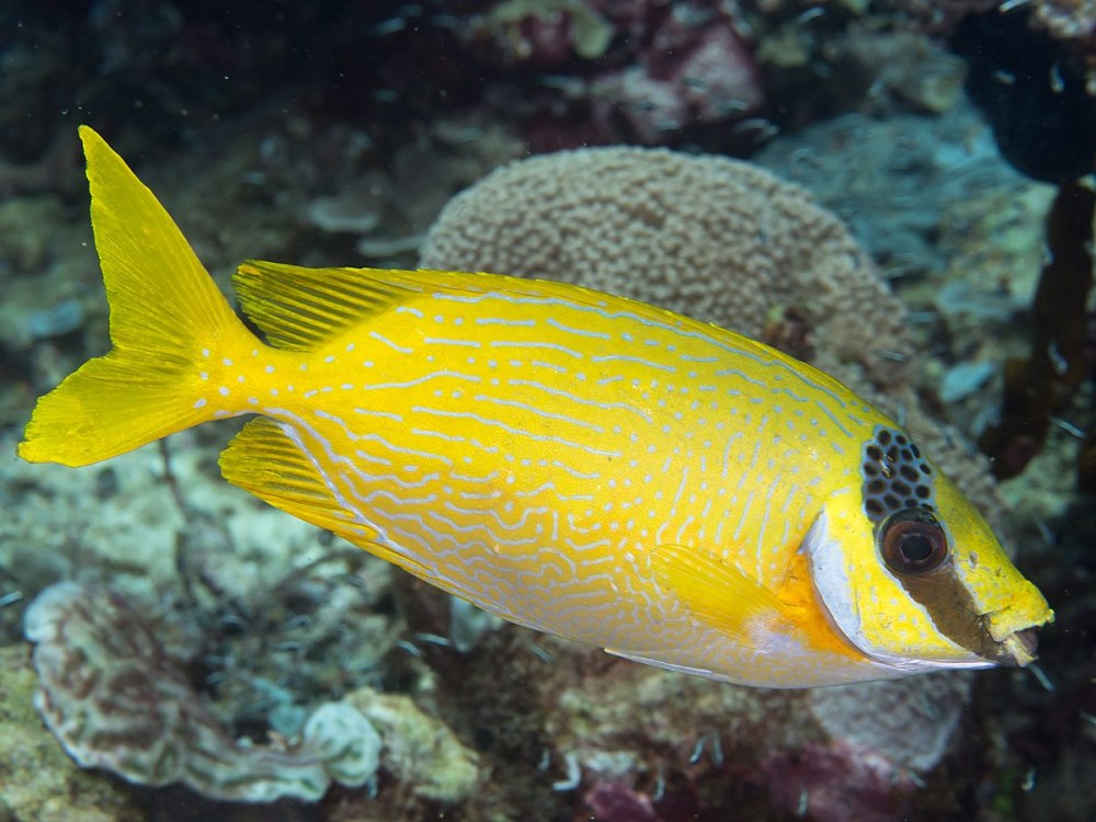 Siganus rivulatus