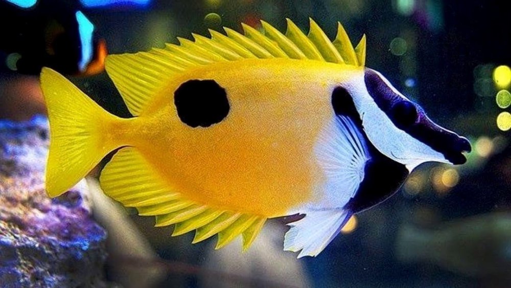 Лисица желтая (Siganus vulpinus)