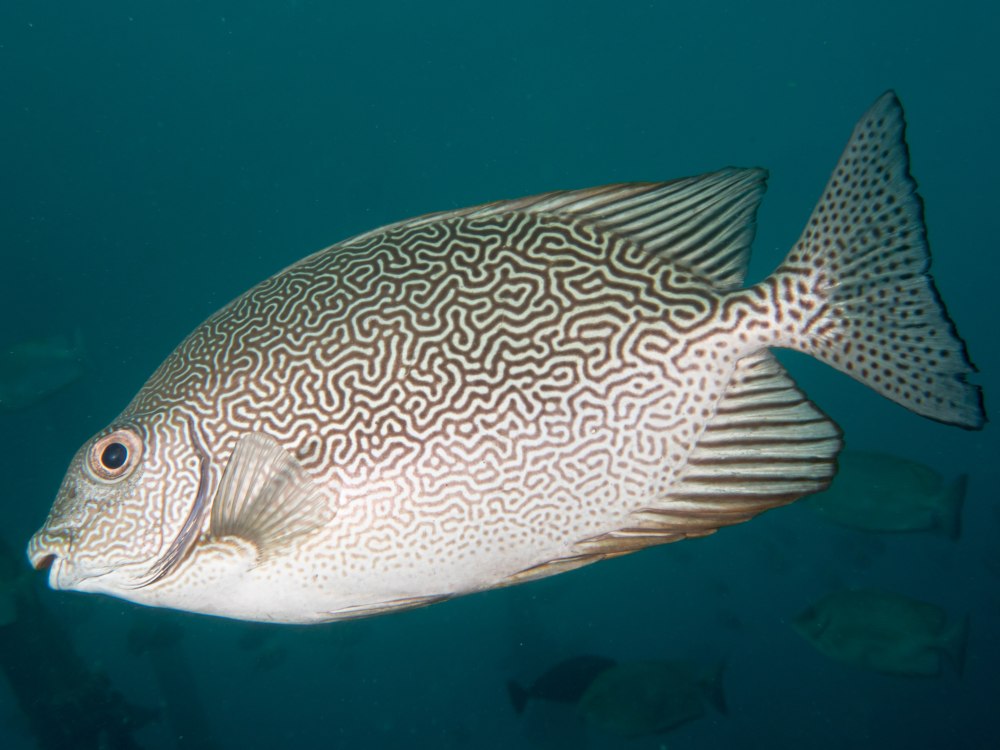 Siganus vermiculatus