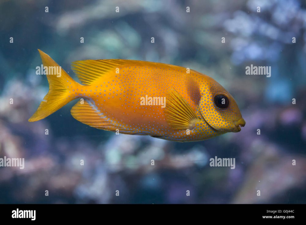 Сиган коралловый индонезийский, s /Siganus tetrazonus