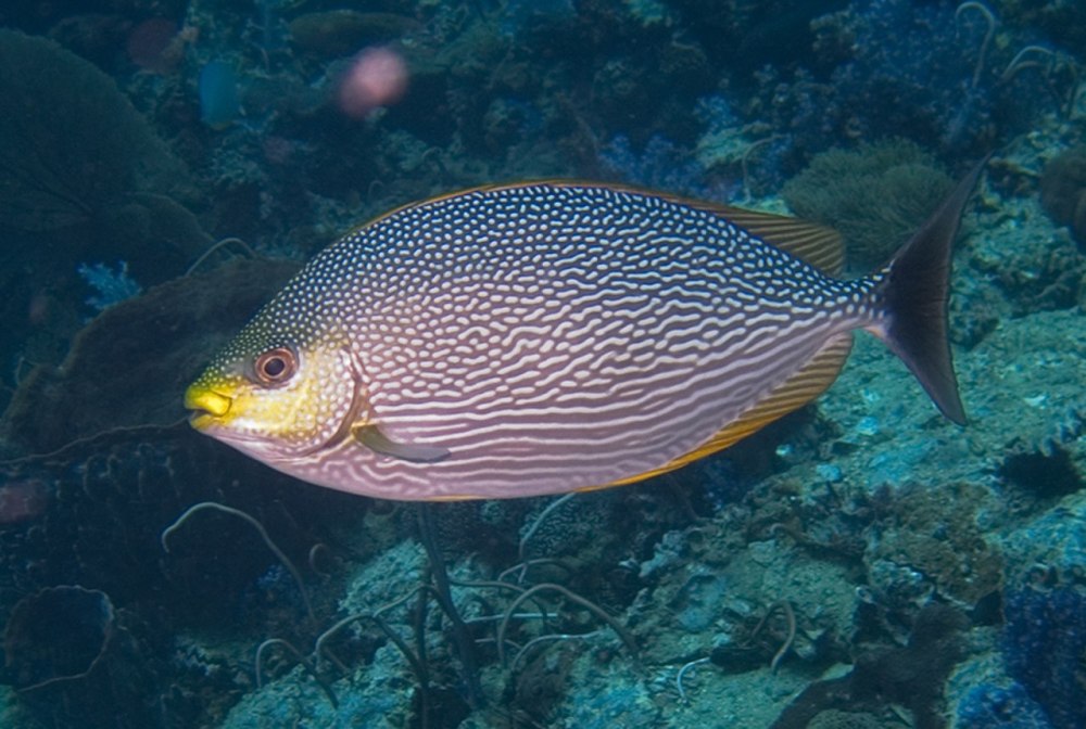 Siganus corallinus