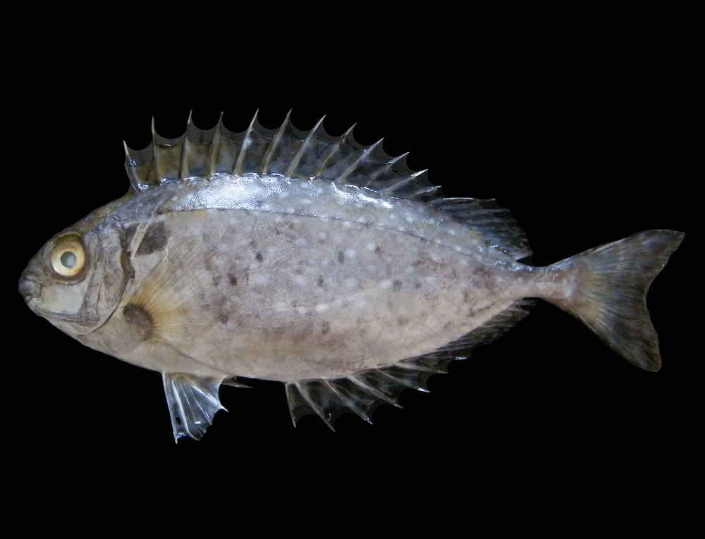Сиган-орамин, м /Siganus canaliculatus