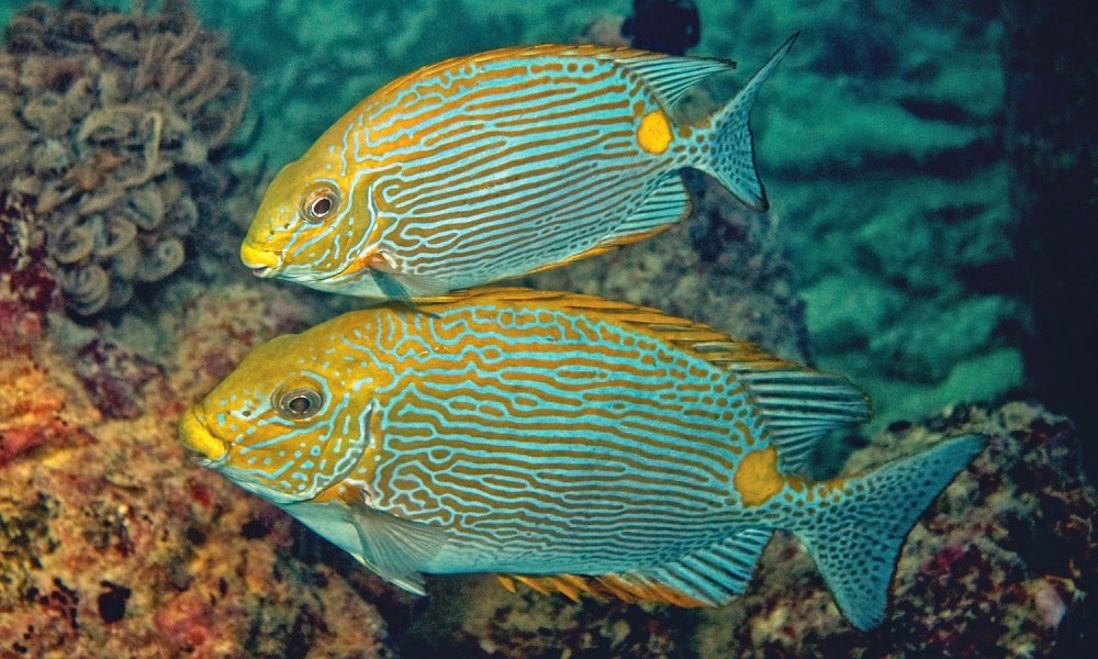 Siganus rivulatus