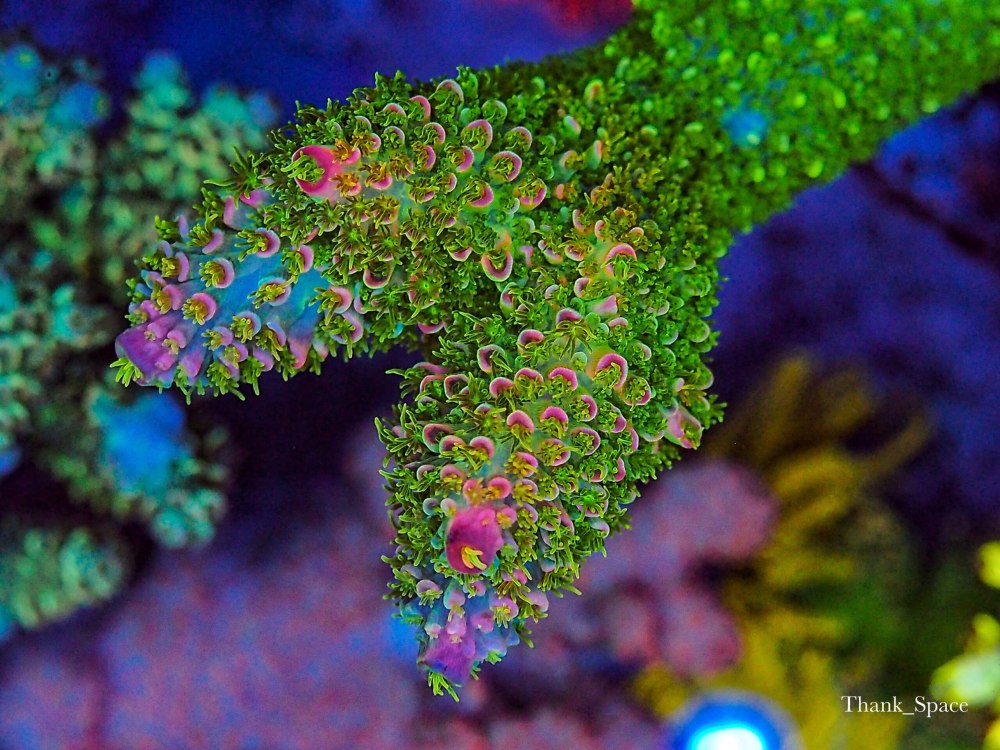 Coral growth