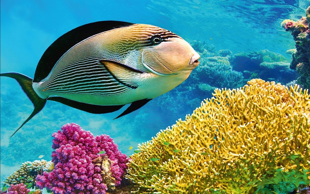 Красное море рыба хирург