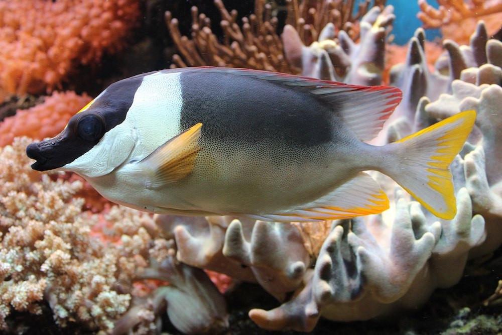 Siganus canaliculatus