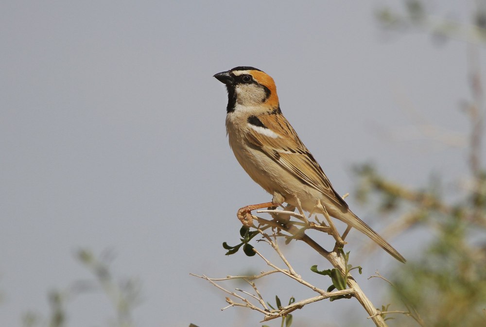 Saxaul Sparrow