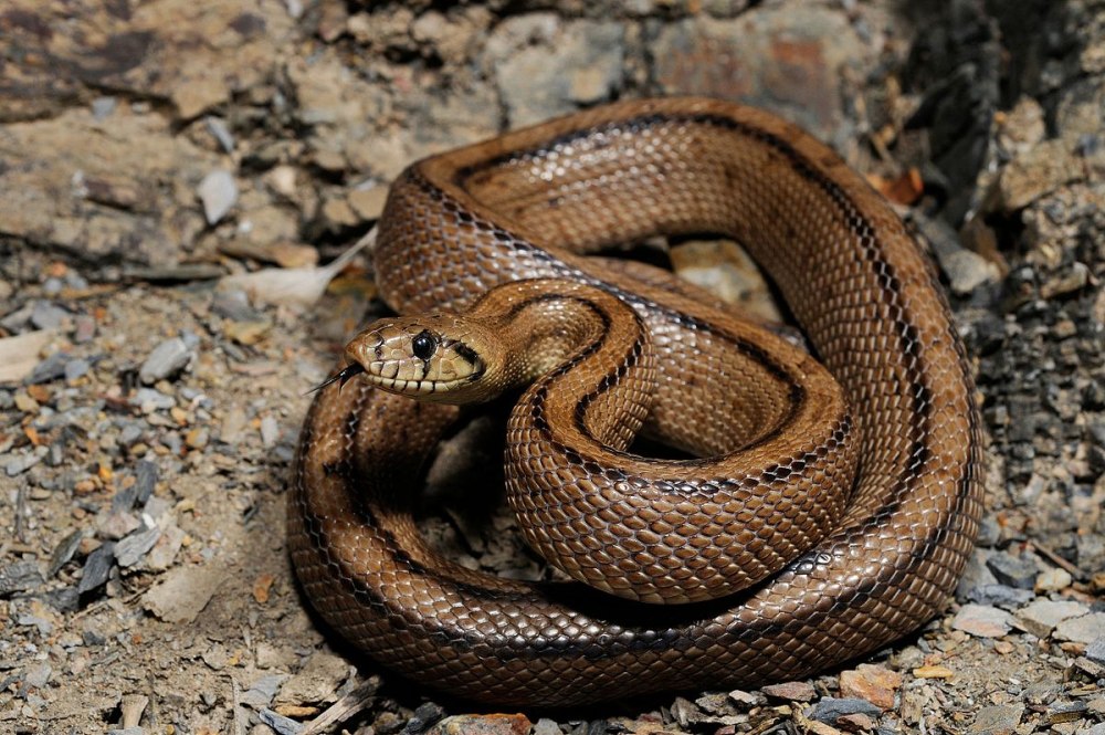 Zamenis scalaris