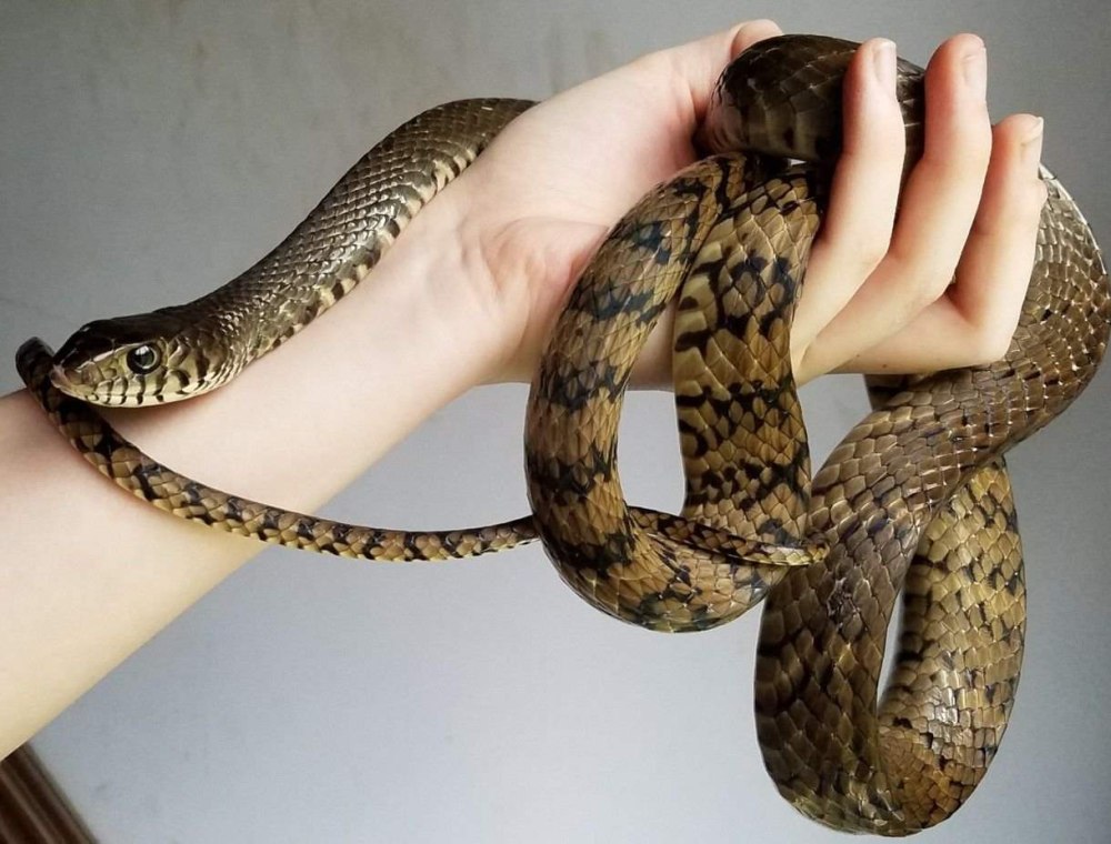 Ptyas nigromarginata
