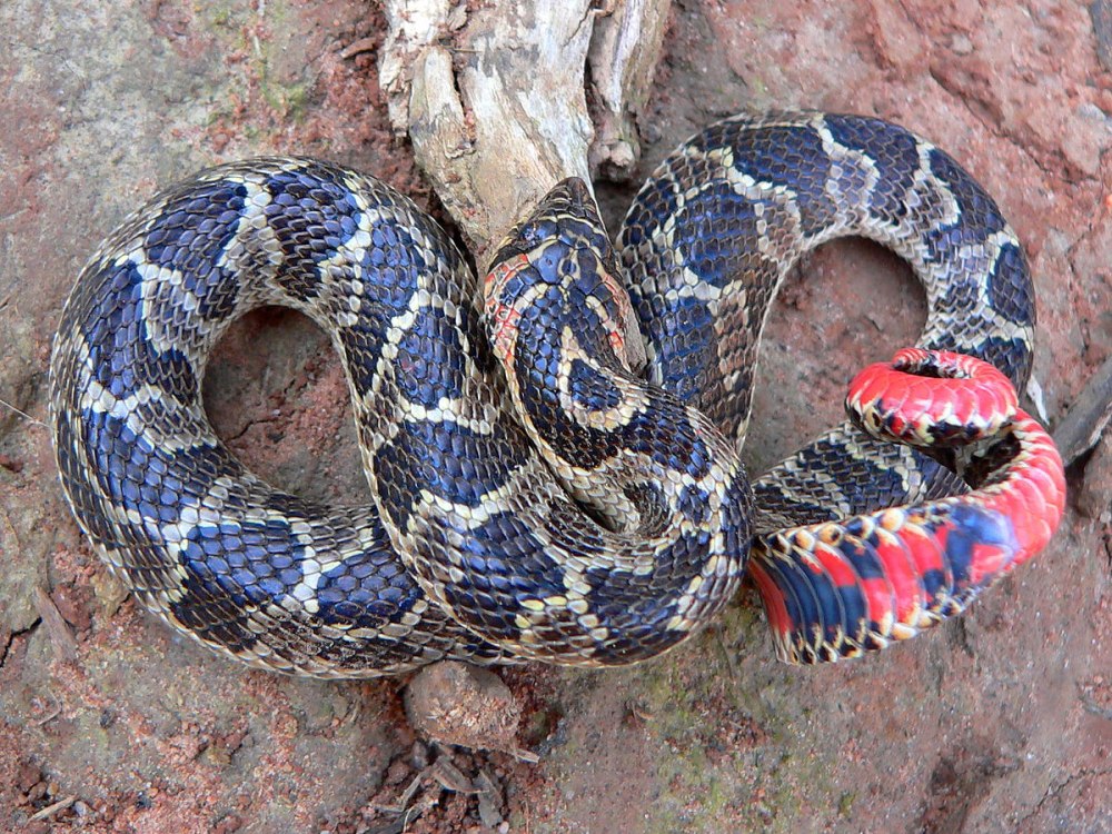 Lystrophis dorbignyi