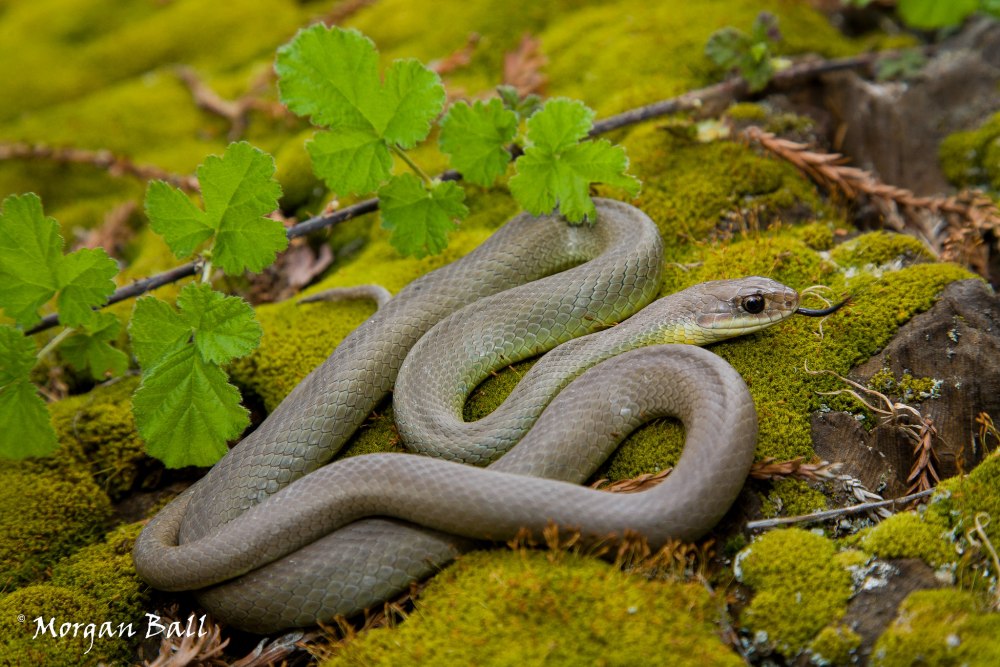 Wallpapers Coluber Constrictor