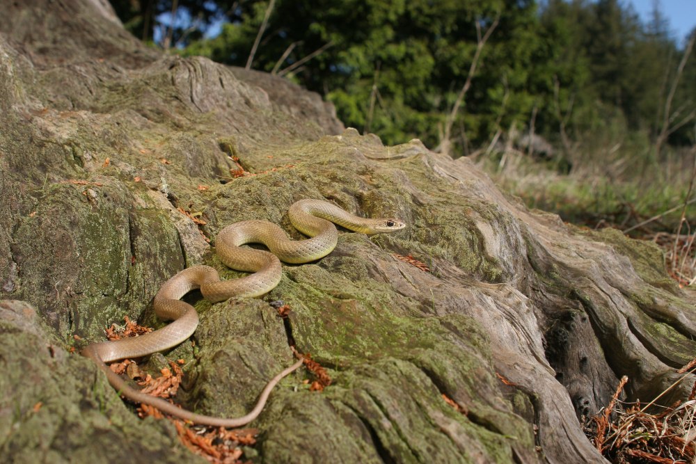 Wallpapers Coluber Constrictor