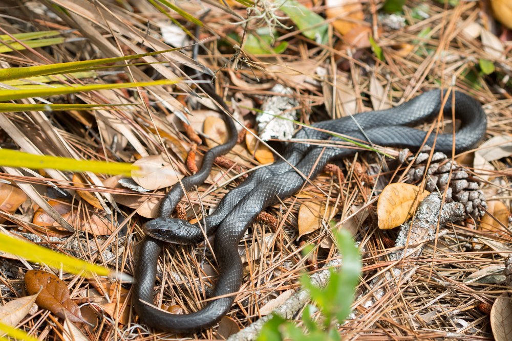 Coluber Constrictor маленький