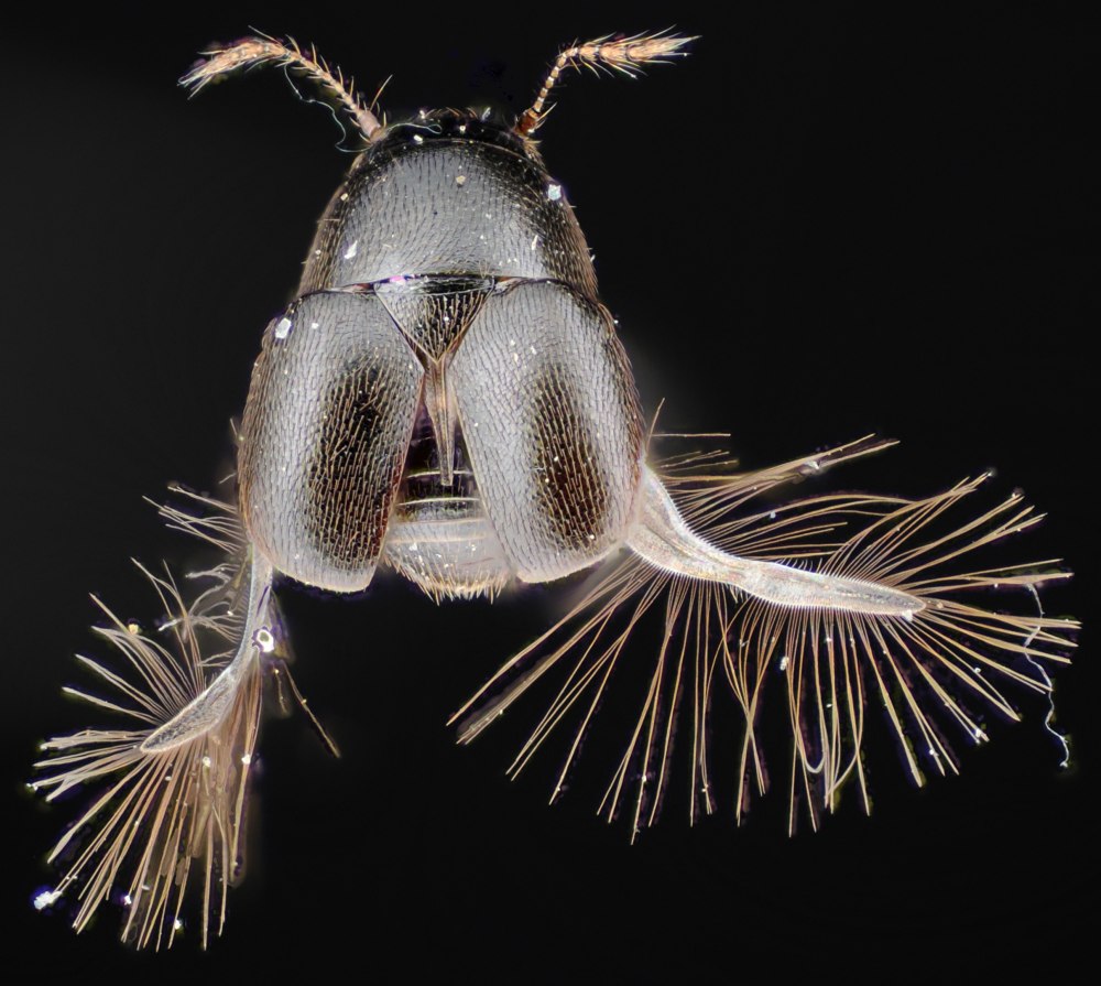 Североамериканская перокрылка