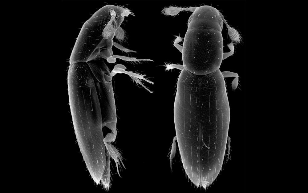 Scydosella musawasensis