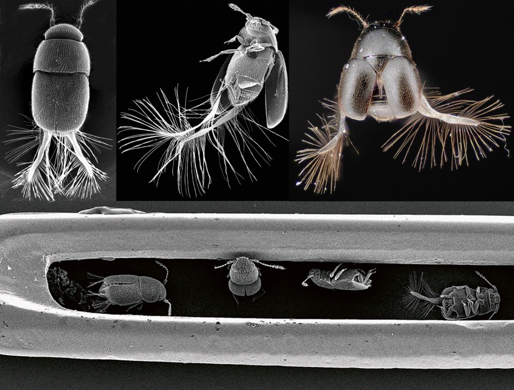 Североамериканская перокрылка