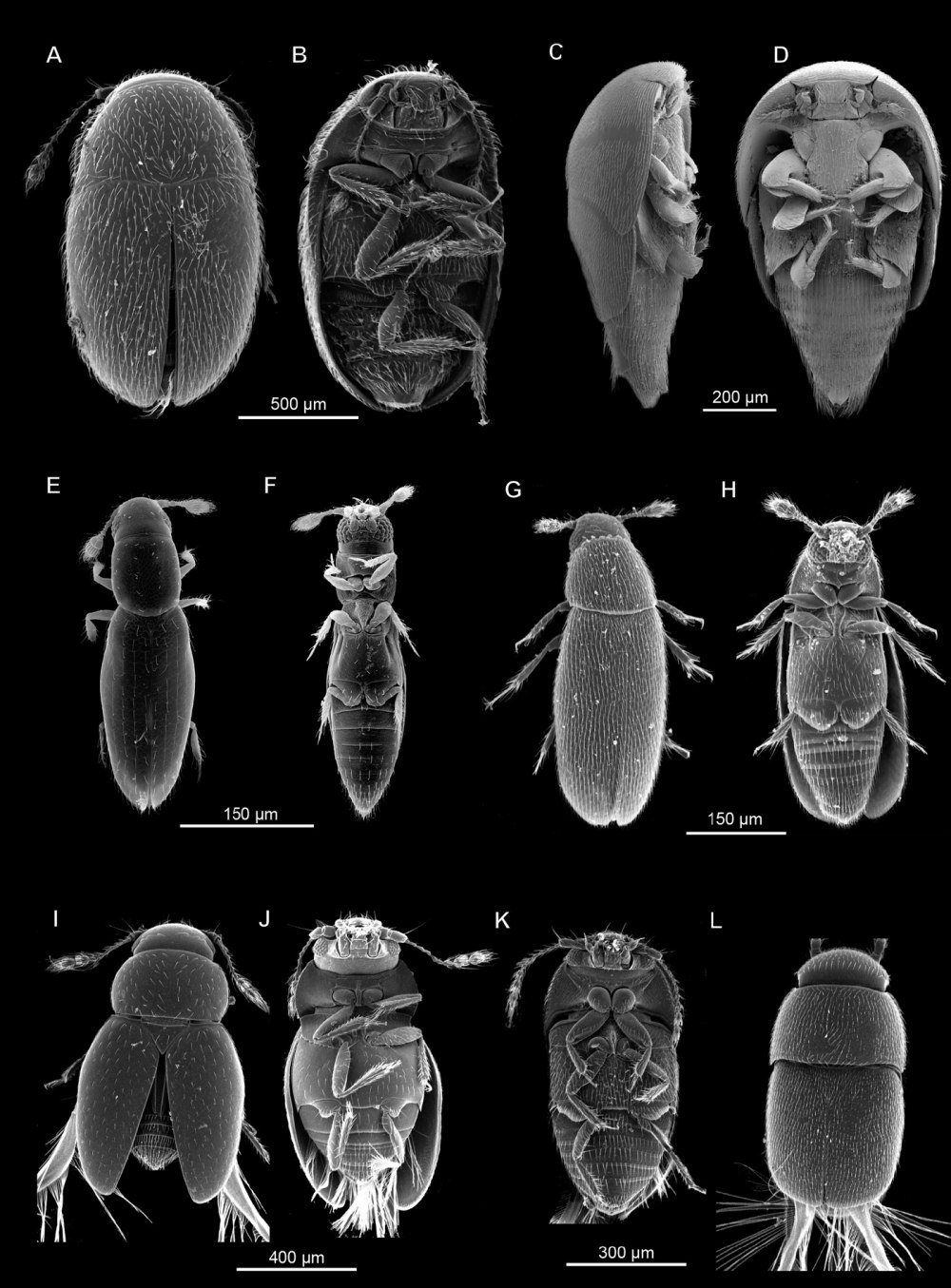 Североамериканская первокрылка