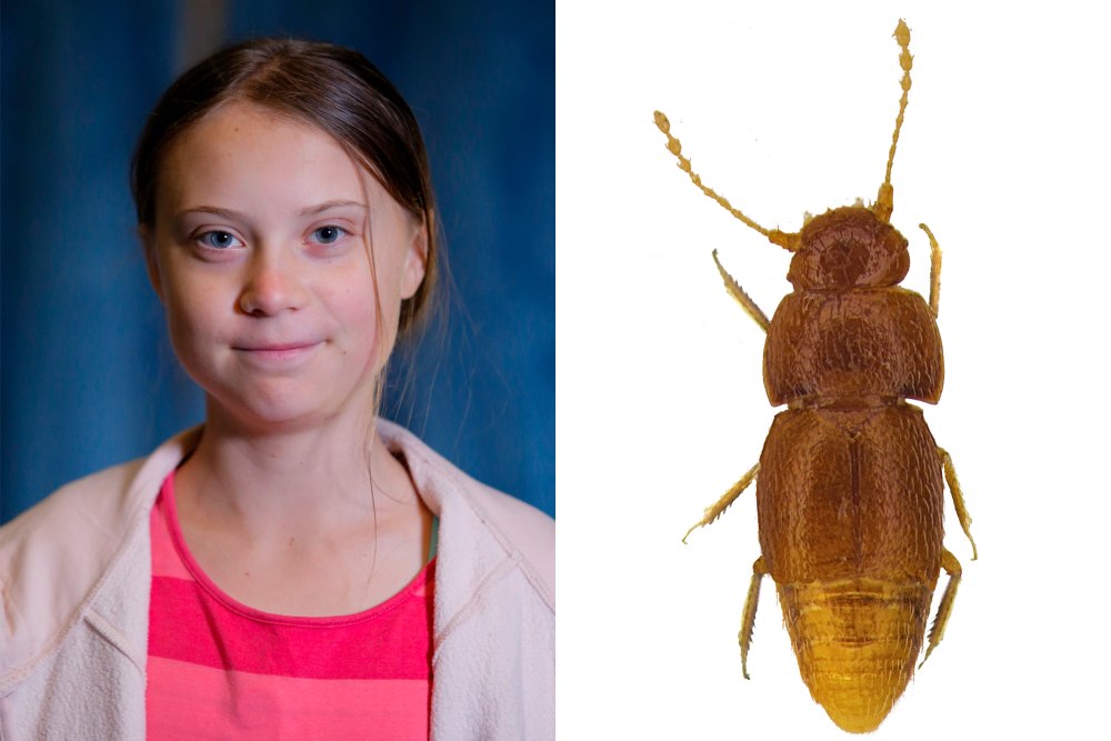 Жук Грета Тунберг