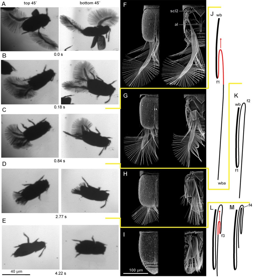 Стадии роста крыльев у человека