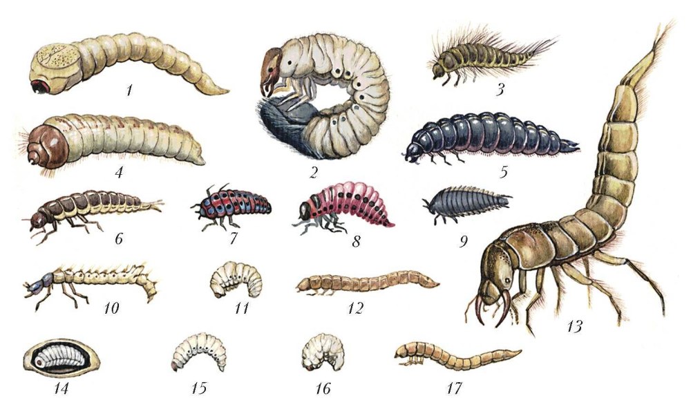 Личинки жесткокрылых насекомых