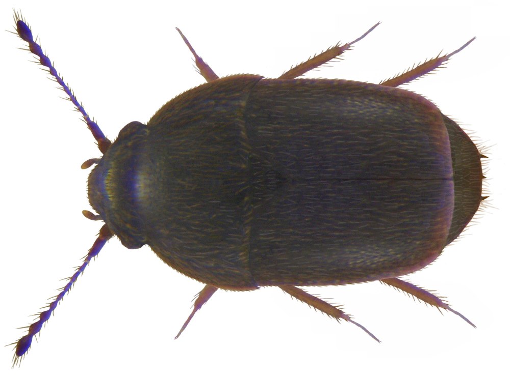 Североамериканская перокрылка