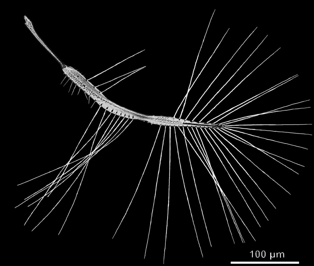 Североамериканская перокрылка