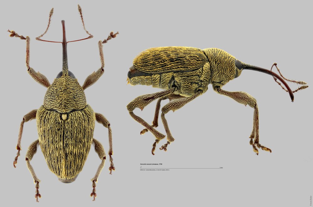 Долгоносик строение