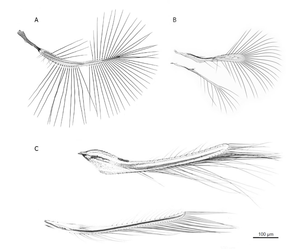 Открытие перокрылки полет