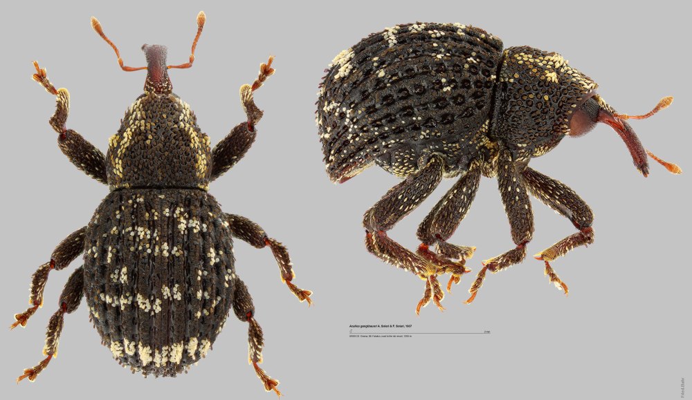 Перокрылки жуки