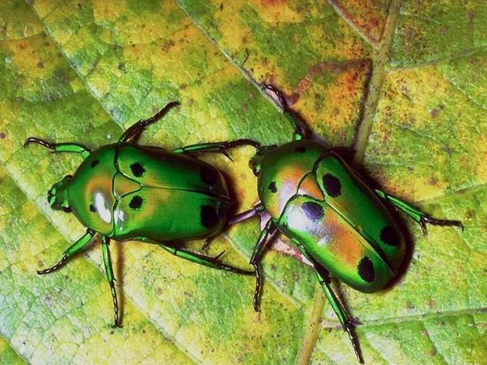 Жук перокрылка