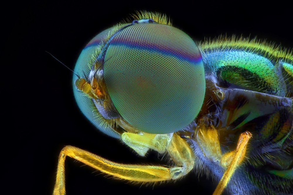 Глаза членистоногих