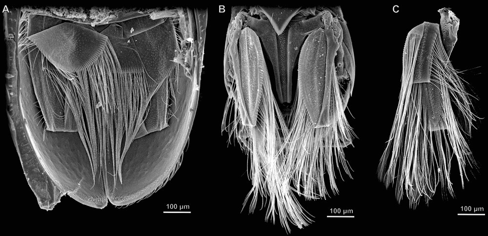 Scydosella musawasensis