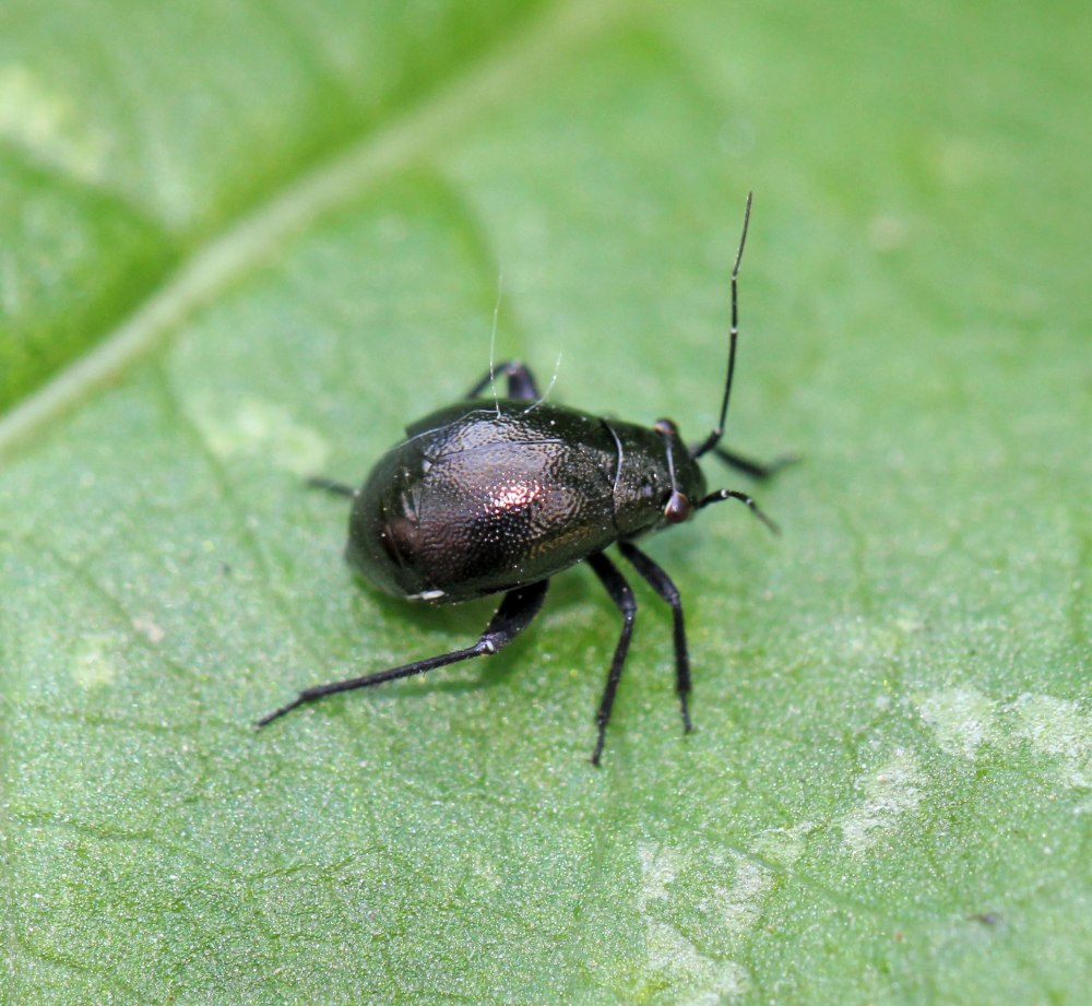 Североамериканская перокрылка
