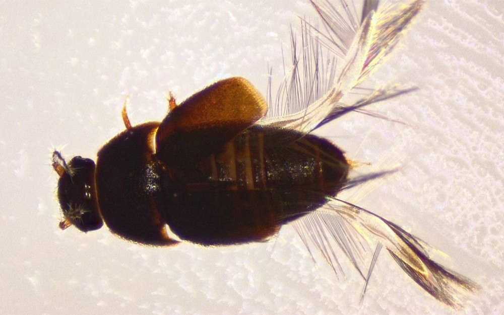 Жук перокрылка