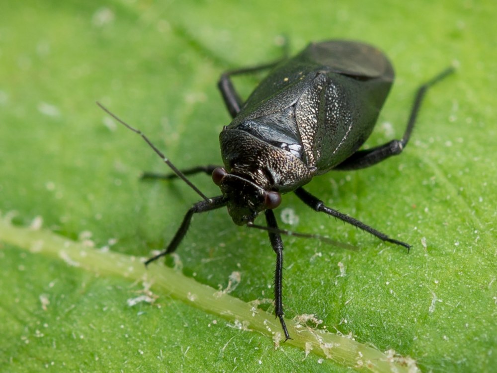 Euryopicoris nitidus