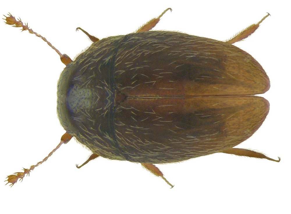 Жук перокрылка