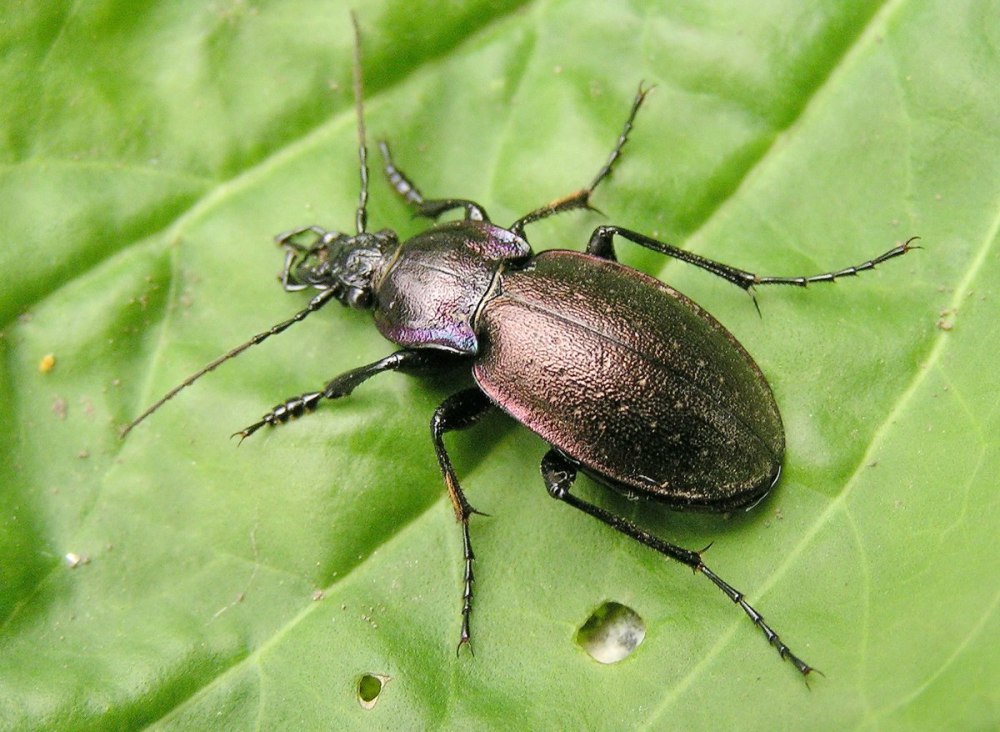 Жук Карабус жужелица Дубравная