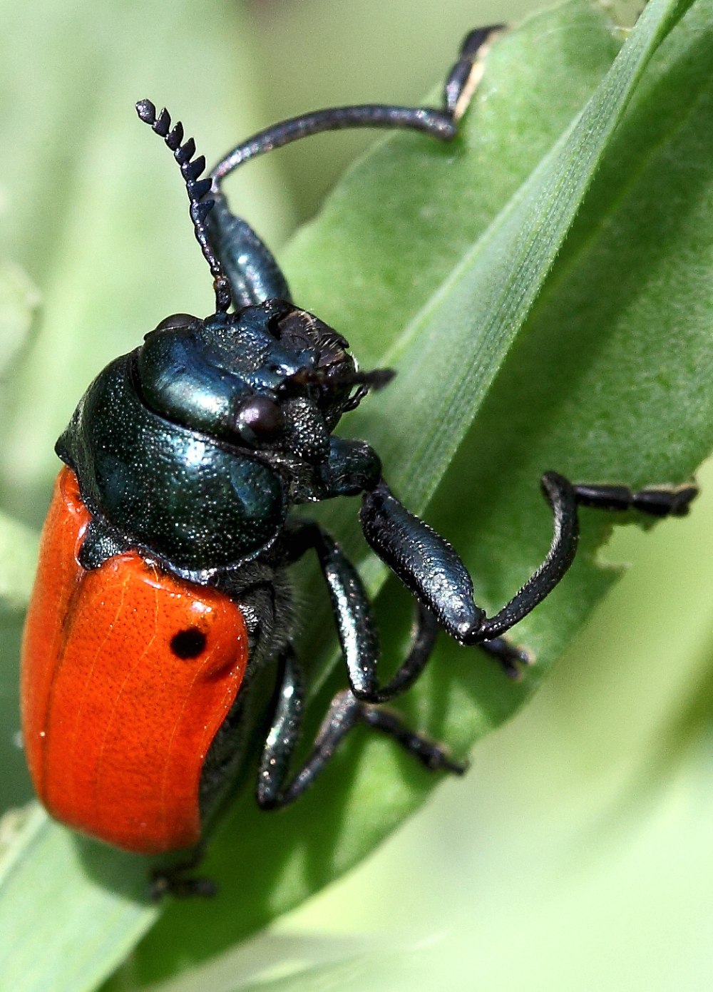 Североамериканская первокрылка