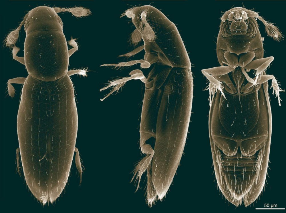 Scydosella musawasensis