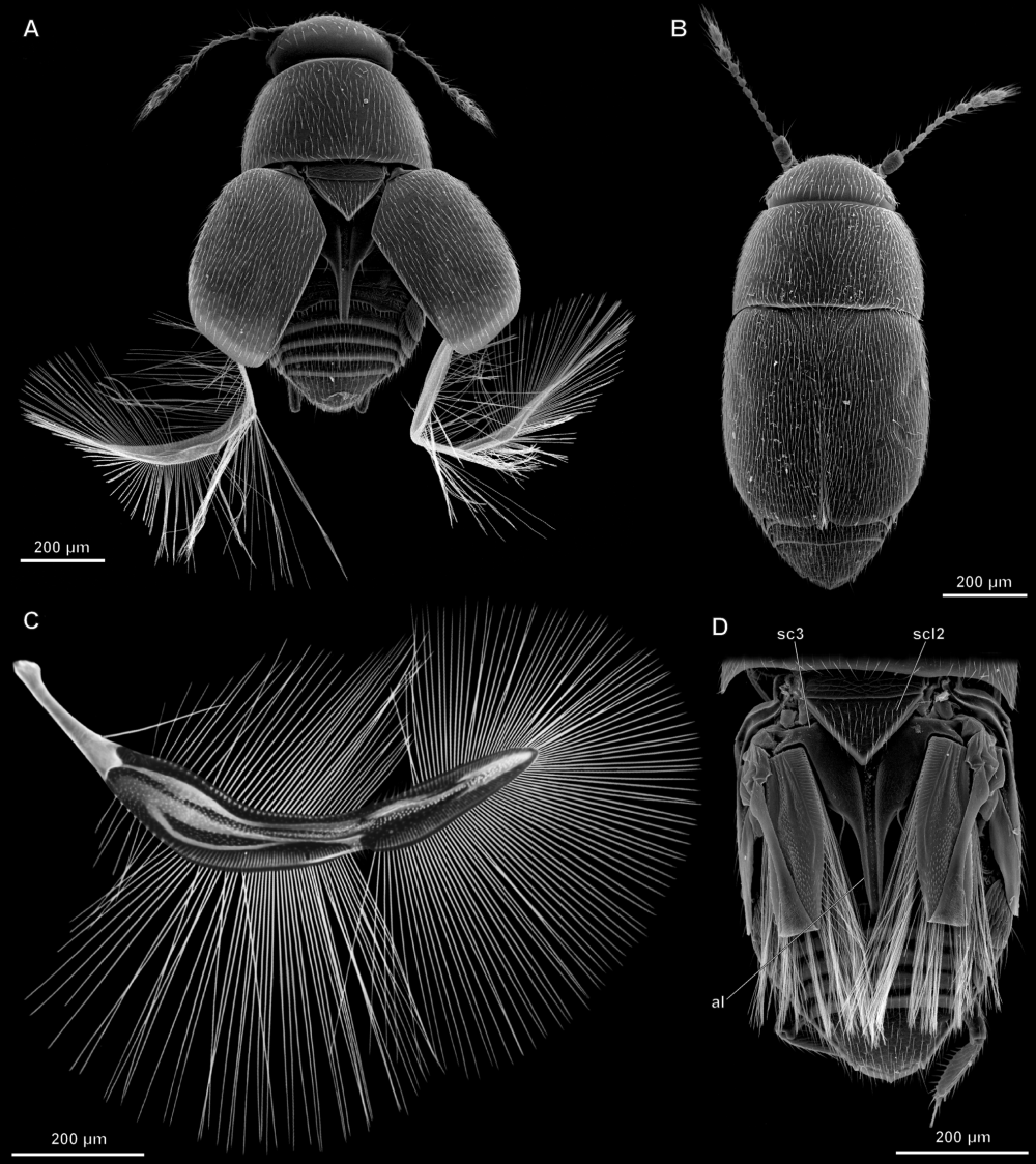Североамериканская перокрылка