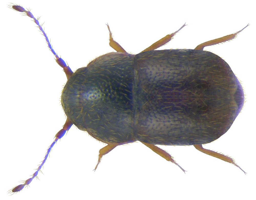 Жук перокрылка