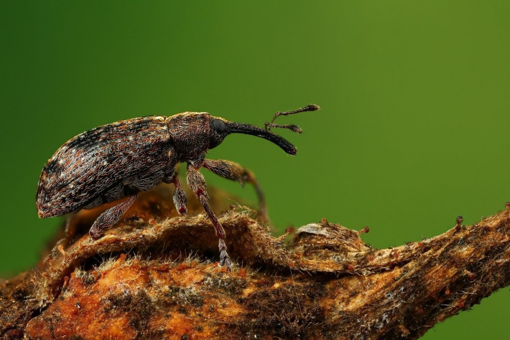 Бриллиантовый Жук