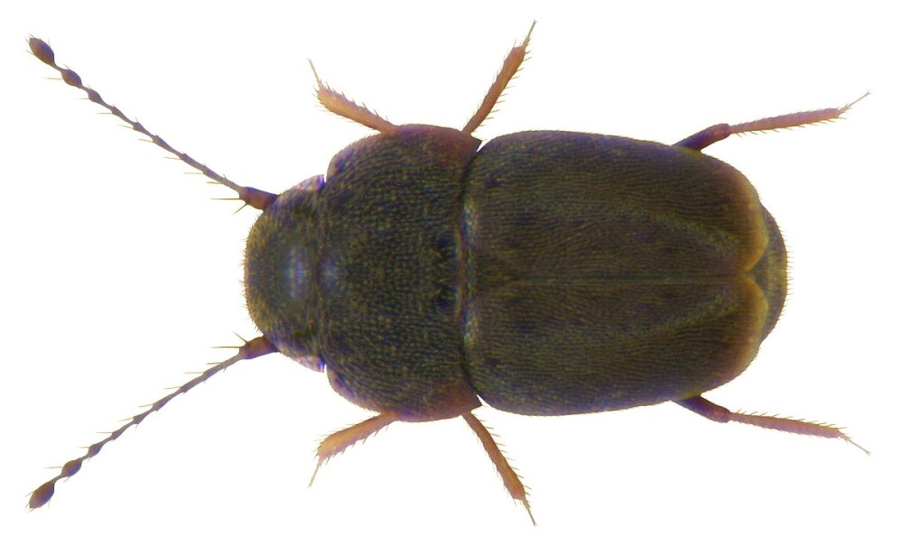 Жук ПЕРИСТОКРЫЛКА