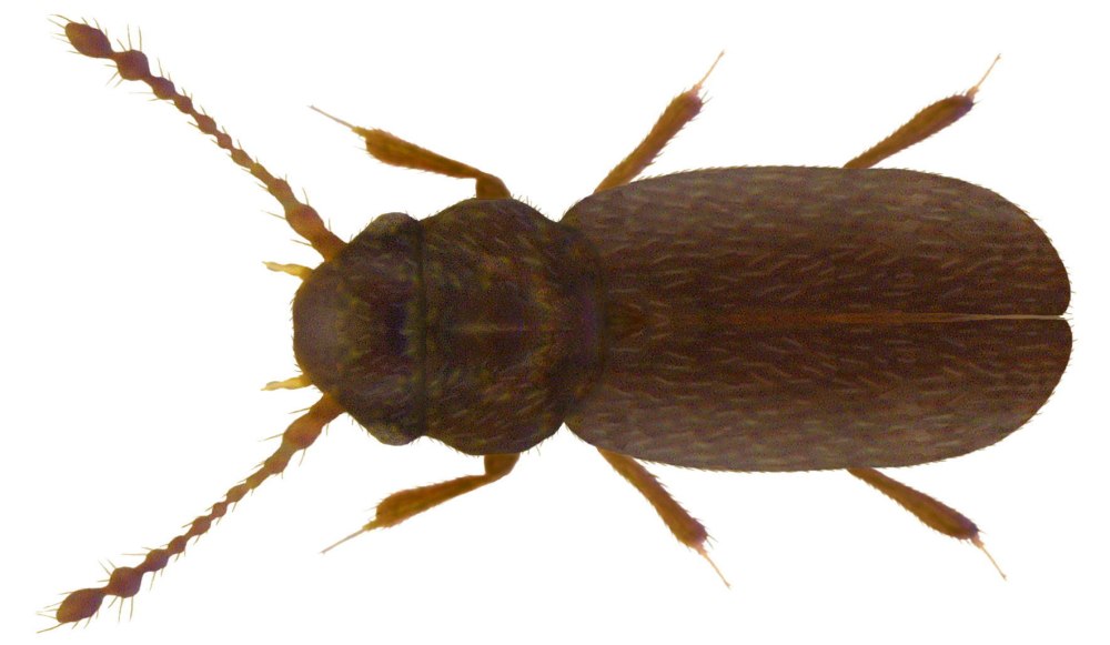 Жук перокрылка