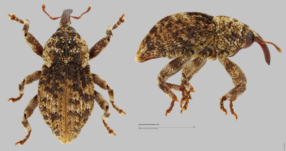 Перокрылки из трибы Nanosellini