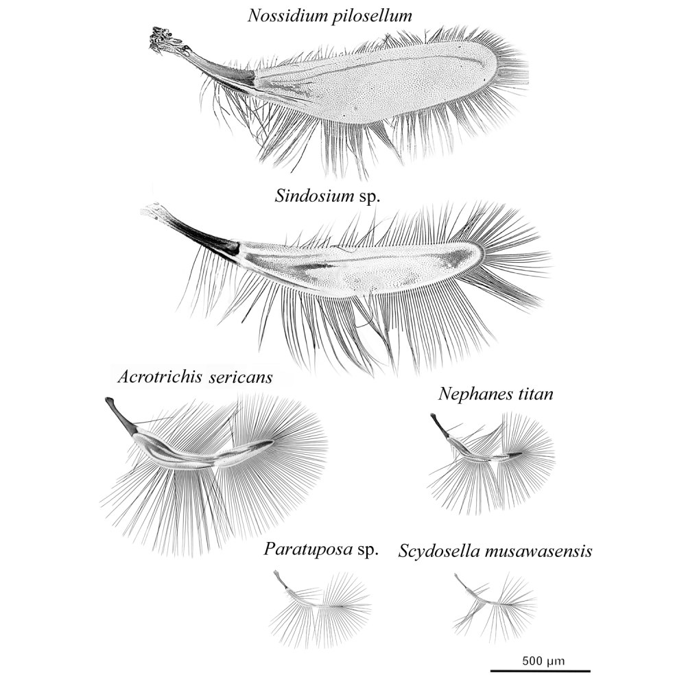 Виды Жуков с крыльями