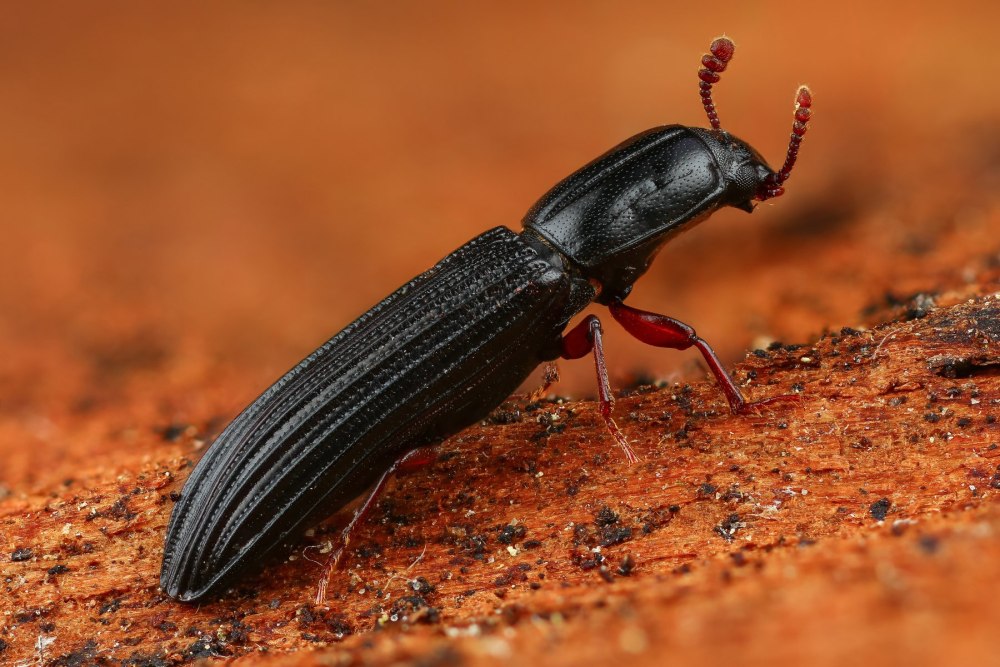 Самый маленький Жук в мире