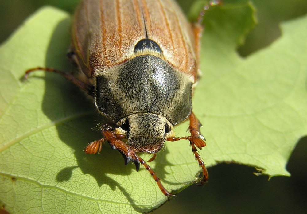 Шаранка Майский Жук