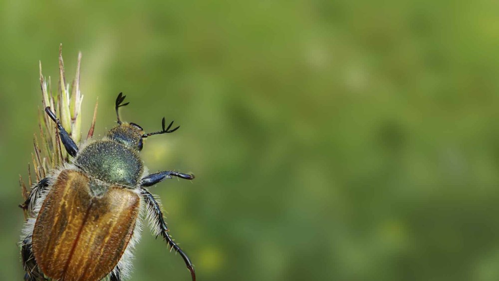 Жук хрущ Приморский