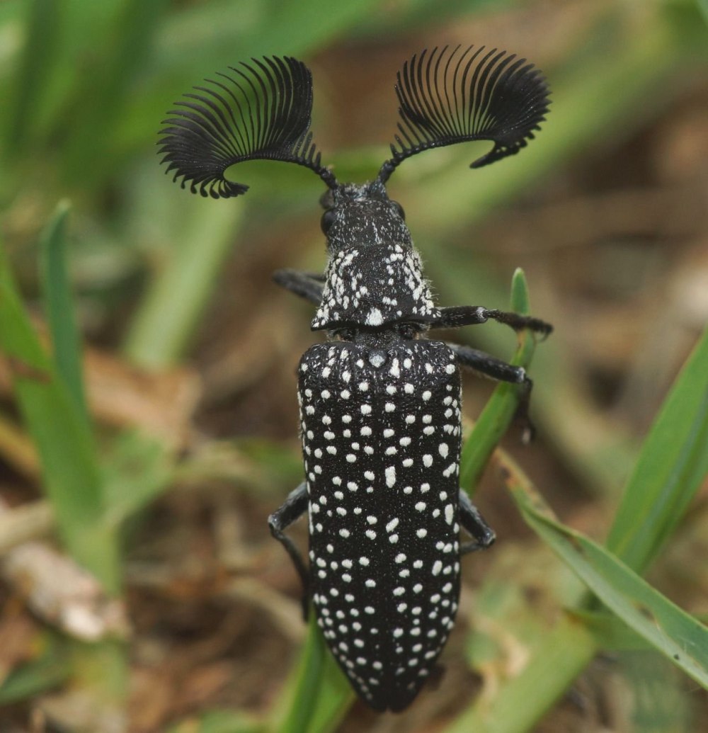 Жук-веероус (Rhipicera femorata)